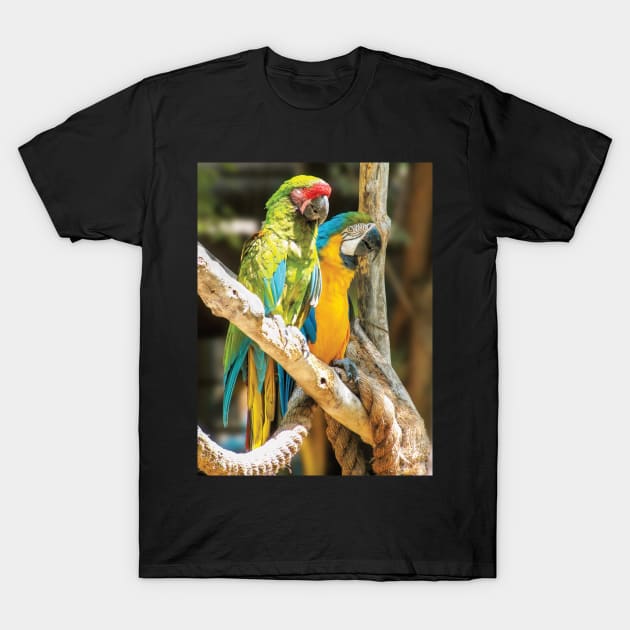 Parrots Perching T-Shirt by DPattonPD